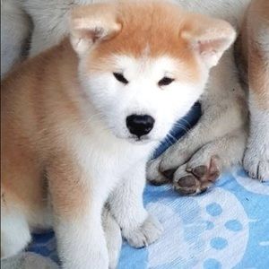 Meet your Posher, Phillip